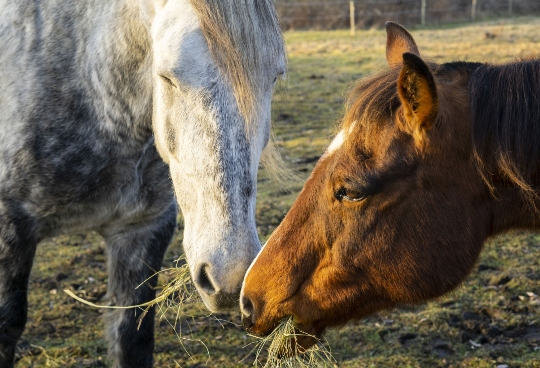 Helping hooves